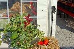 Bild-Thumbnail